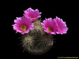 Echinocereus stramineus 723